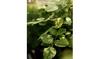 Kad un kā liet rozes?